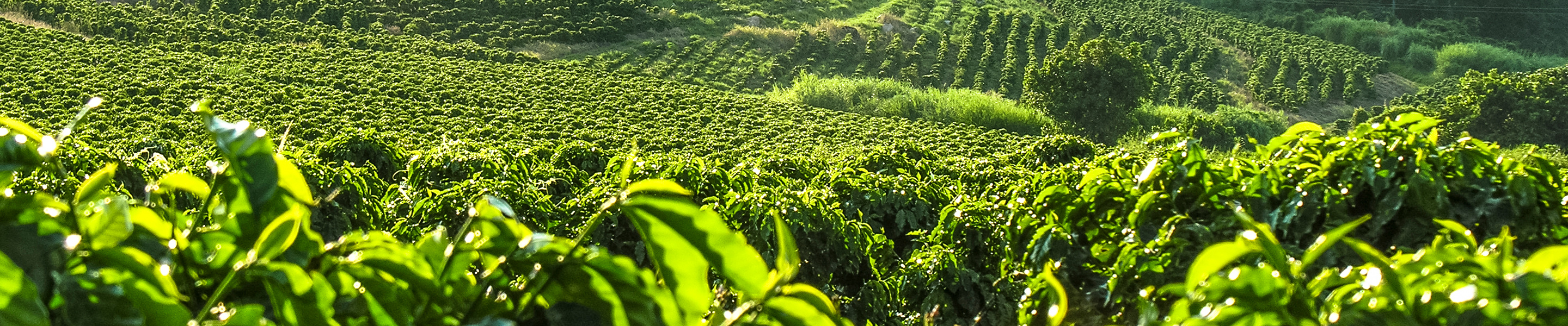 Banatzaile izatea Banatzaile izatea